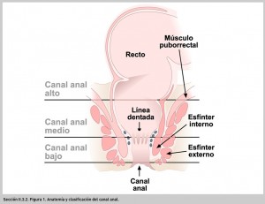 FIGURA 1. Anatomía y clasificación del canal anal.